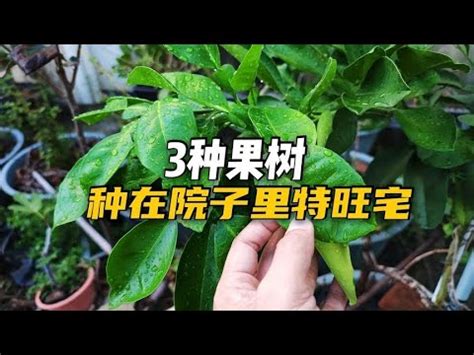 北部適合種什麼水果|藍山園藝